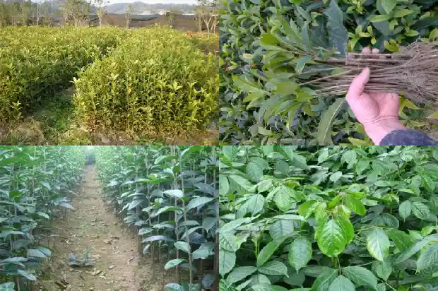 大桂花树什么季节种最好1683852084754