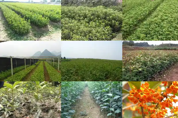 桂花树能在北方种植吗冬天1683852174829