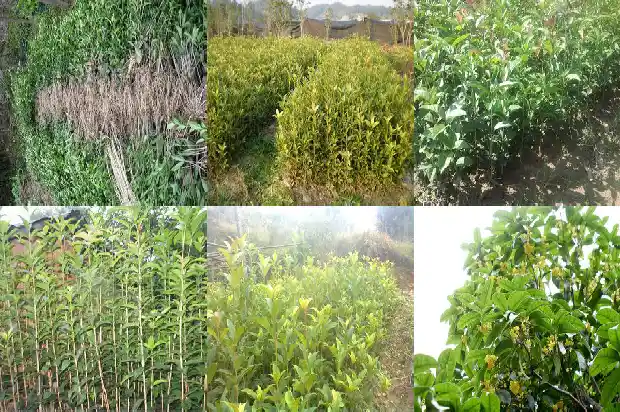桂花树能在北方种植吗冬天1683852174877