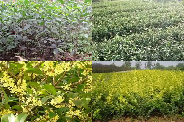 桂花树能在北方种植吗冬天1683852174922
