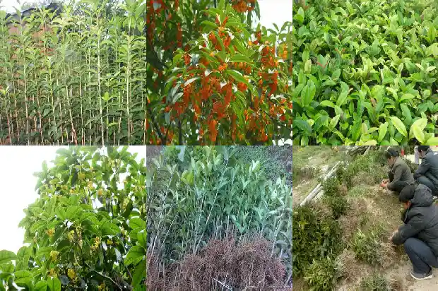 桂花树可以在北方种吗1683852205118