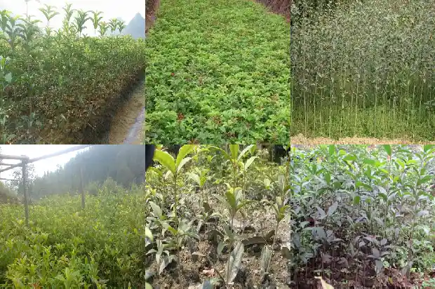 盆栽桂花树苗怎么培育1683852260651