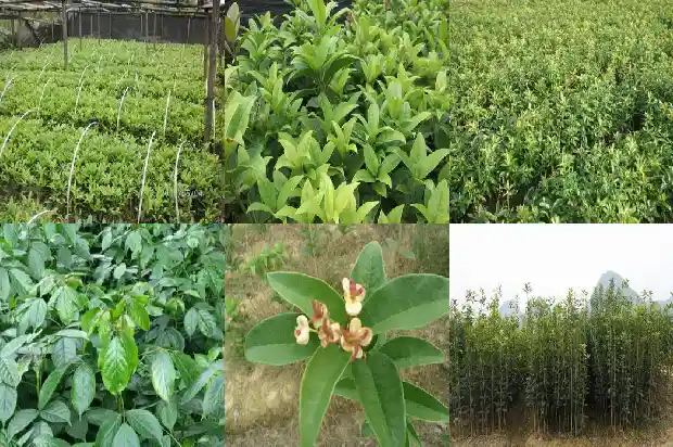 盆栽桂花树苗怎么培育1683852260699