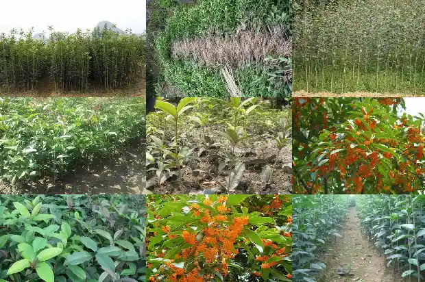桂花树怎样养殖才好1683852278348