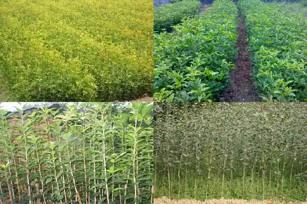 桂花树怎样养殖才好1683852278396