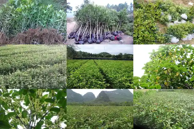 桂花树苗价位多少一棵好养1683852333900