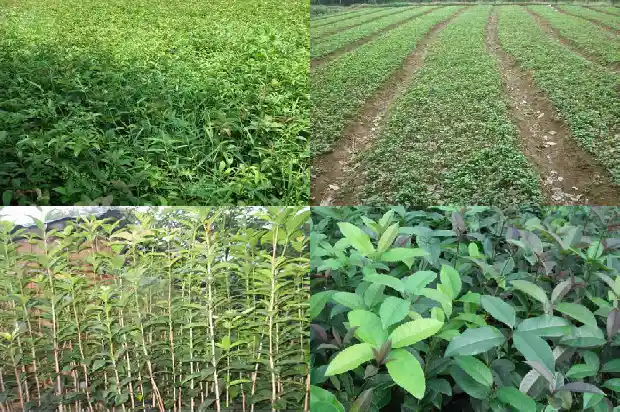 桂花树苗价位多少一棵好养1683852333948