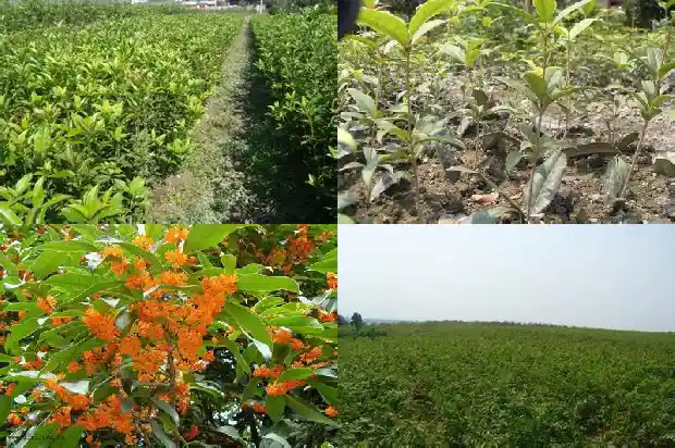 桂花树苗价位多少钱一株呢1683852353924