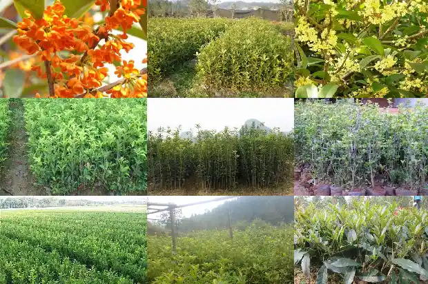 最名贵的桂花品种1683852371336