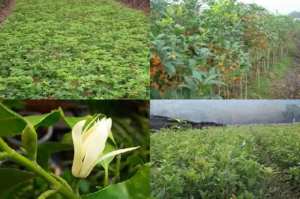 最名贵的桂花品种1683852371384