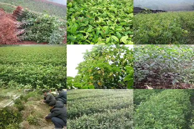 桂花树苗最新价格多少钱一颗1689899598439