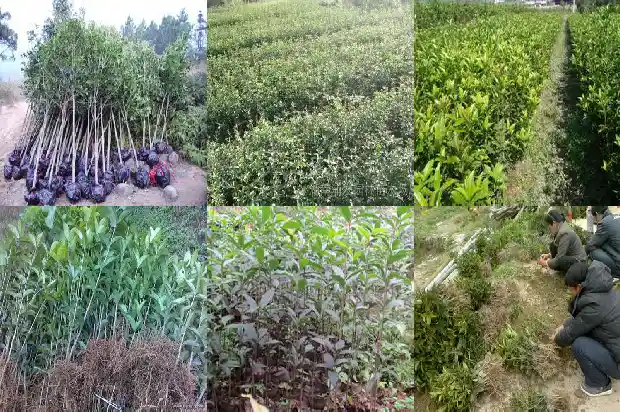 桂花各个品种介绍1683852410968