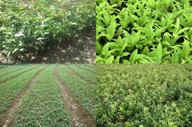 桂花最稀有的品种排名1683852446341