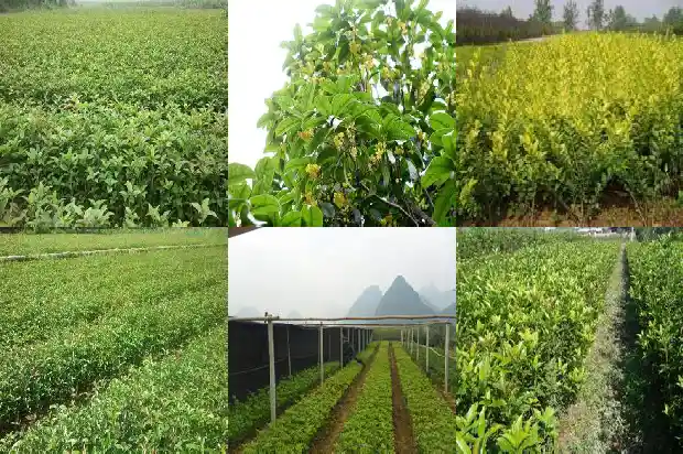 桂花可以嫁接什么植物1683852500950