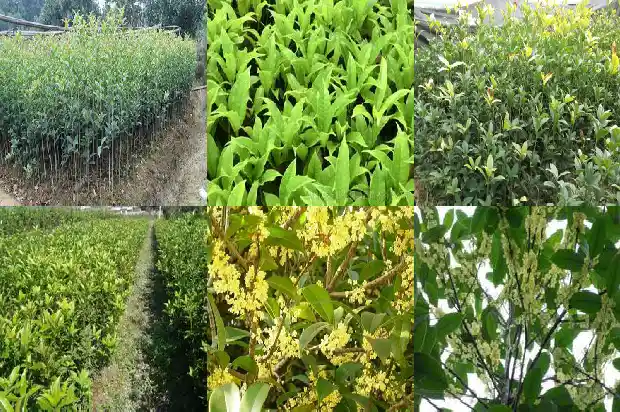 桂花通常几月种植好1688605676732