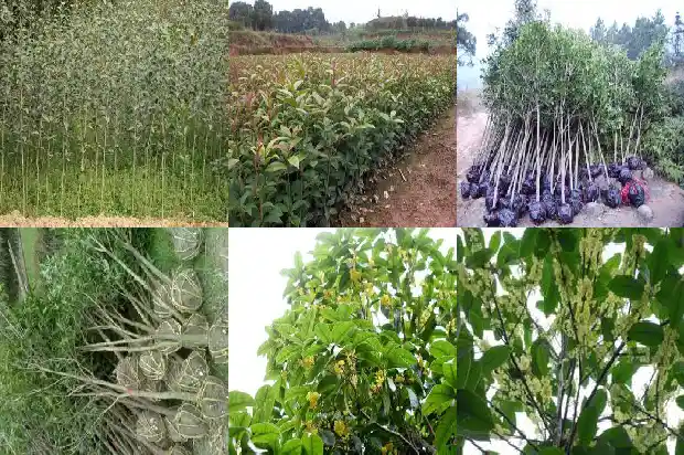 桂花的功效与作用禁忌能放屋里嘛1689208341259