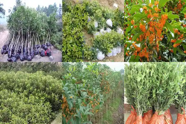十年的桂花树能卖多少钱一棵呀1690158063211