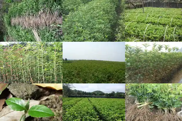 桂花质量标准1683852639375
