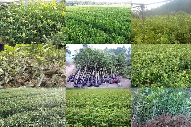 桂花质量标准1683852639422