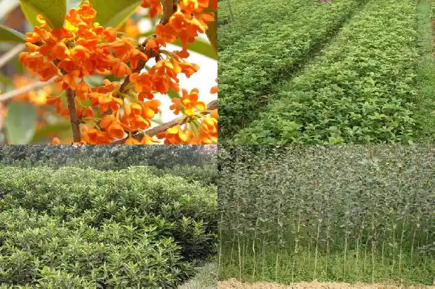 观察日记. 植物篇桂花1688948774872