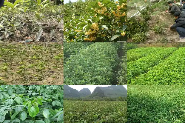 3公分粗的桂花树有几年了啊1690849804622