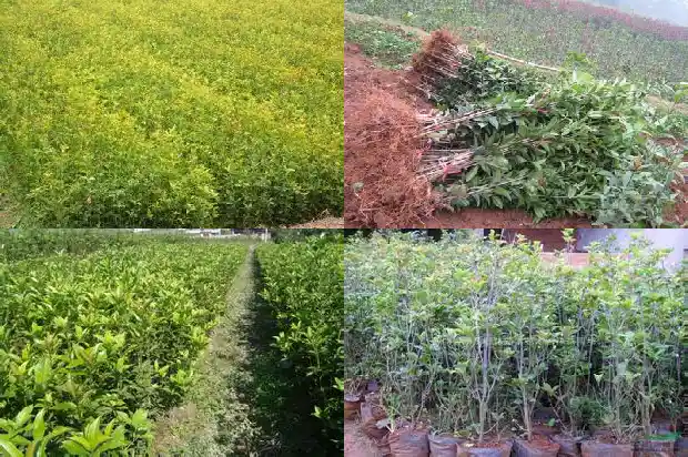 桂花怎么晒干泡茶1683852693977
