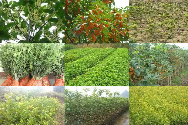 桂花怎么晒干泡茶1683852694024