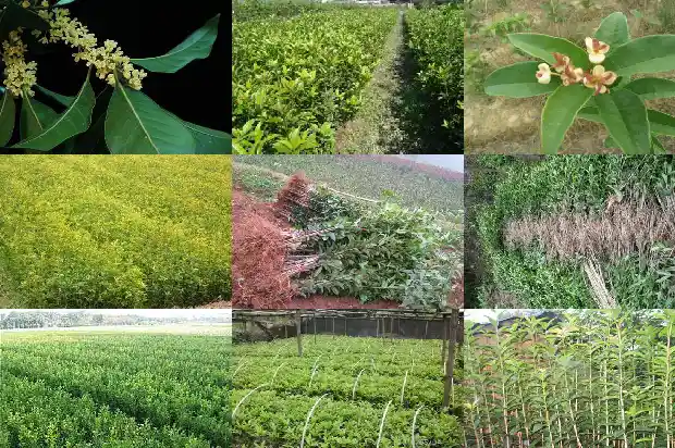 桂花树种哪里比较好1690418648471