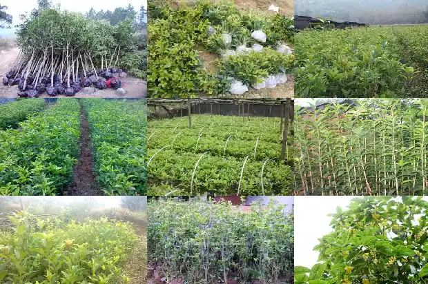 桂花怎么晒不会黑1683852714718