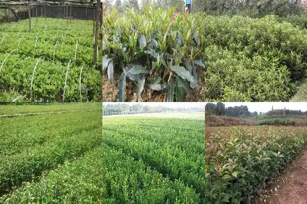 桂花的花能泡茶喝吗?1683852749350