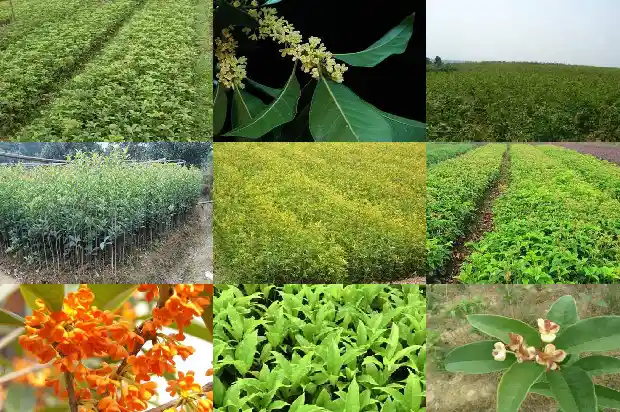 桂花的花能泡茶喝吗?1683852749398