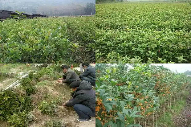 刚摘的桂花可以泡茶吗1683852786094