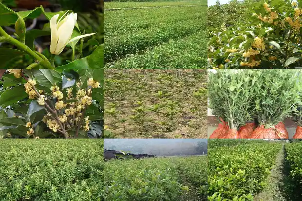 刚摘的桂花可以泡茶吗1683852786142