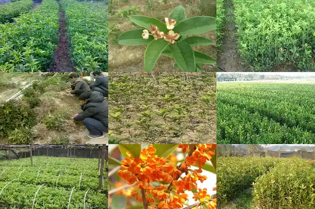 刚摘的桂花可以泡茶吗1683852786190