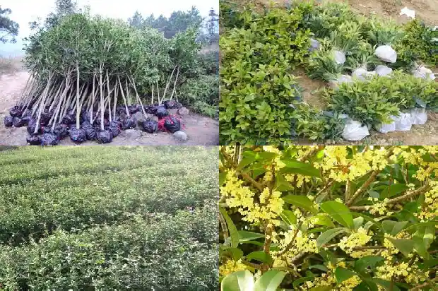 桂花哪个品种最香开花时间长一点1683852852047