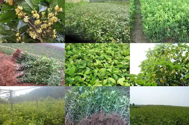 桂花哪种最香花期最长1683852899639
