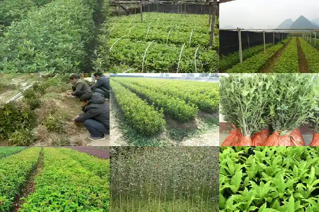 桂花哪种最香花期最长1683852899735