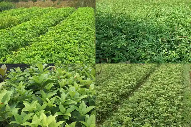 桂花四季开花的最香是1683852941547