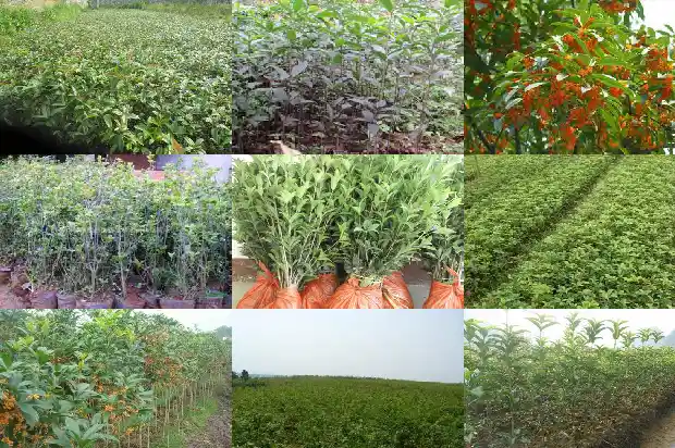 桂花四季开花的最香是1683852941595