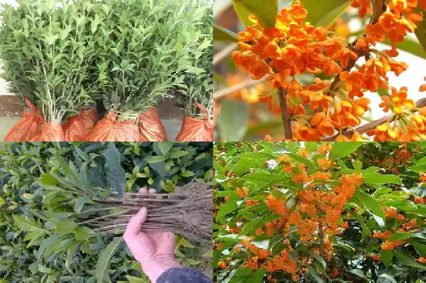 四季桂花有哪些品种1683852959161