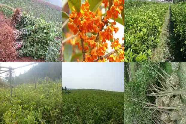 四季桂花有哪些品种1683852959209