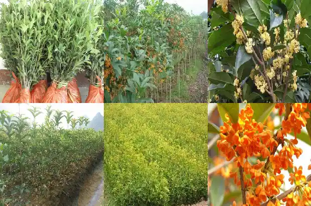 桂花树哪种桂花树最好看又好养1688692275767