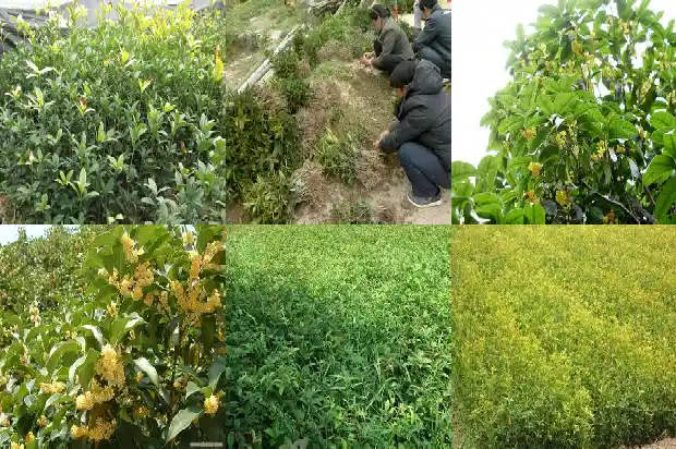 桂花树根部发白怎么办1688349425895