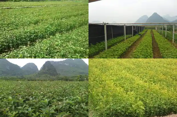 桂花的品种分类和特征1683853040790