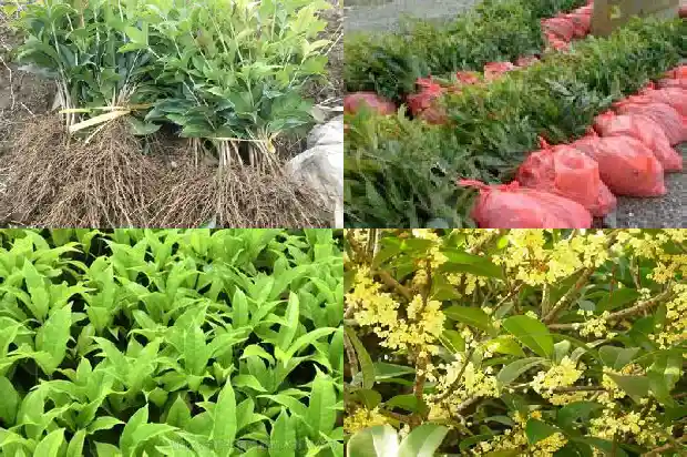 桂花的品种分类和特征1683853040838