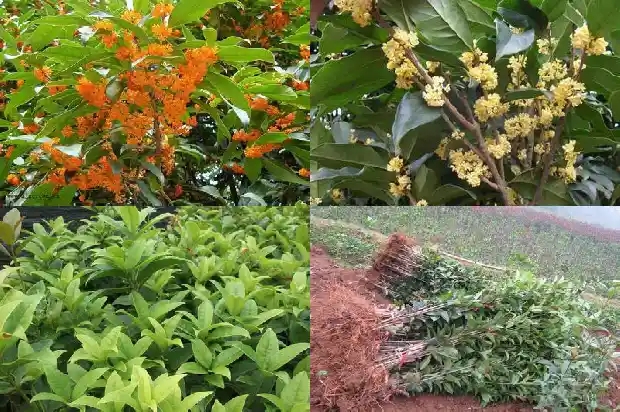 桂花的品种分类和特征1683853040886