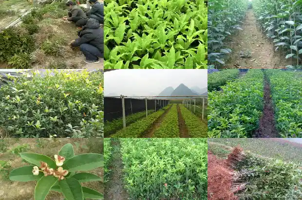 桂花的主要品种1683853077515
