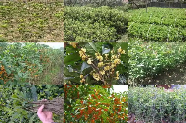 冬天的桂花树有什么特点1683853139306