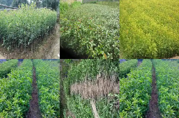 桂花树在秋天有什么特点1683853155134