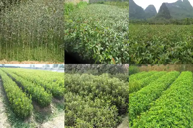 桂花树在秋天有什么特点1683853155181